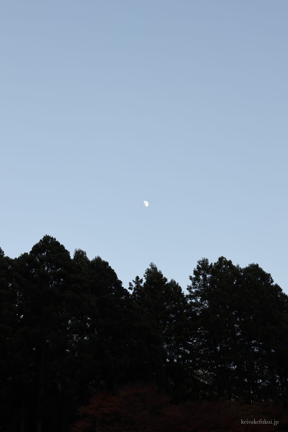 夕暮れの空に月と木立