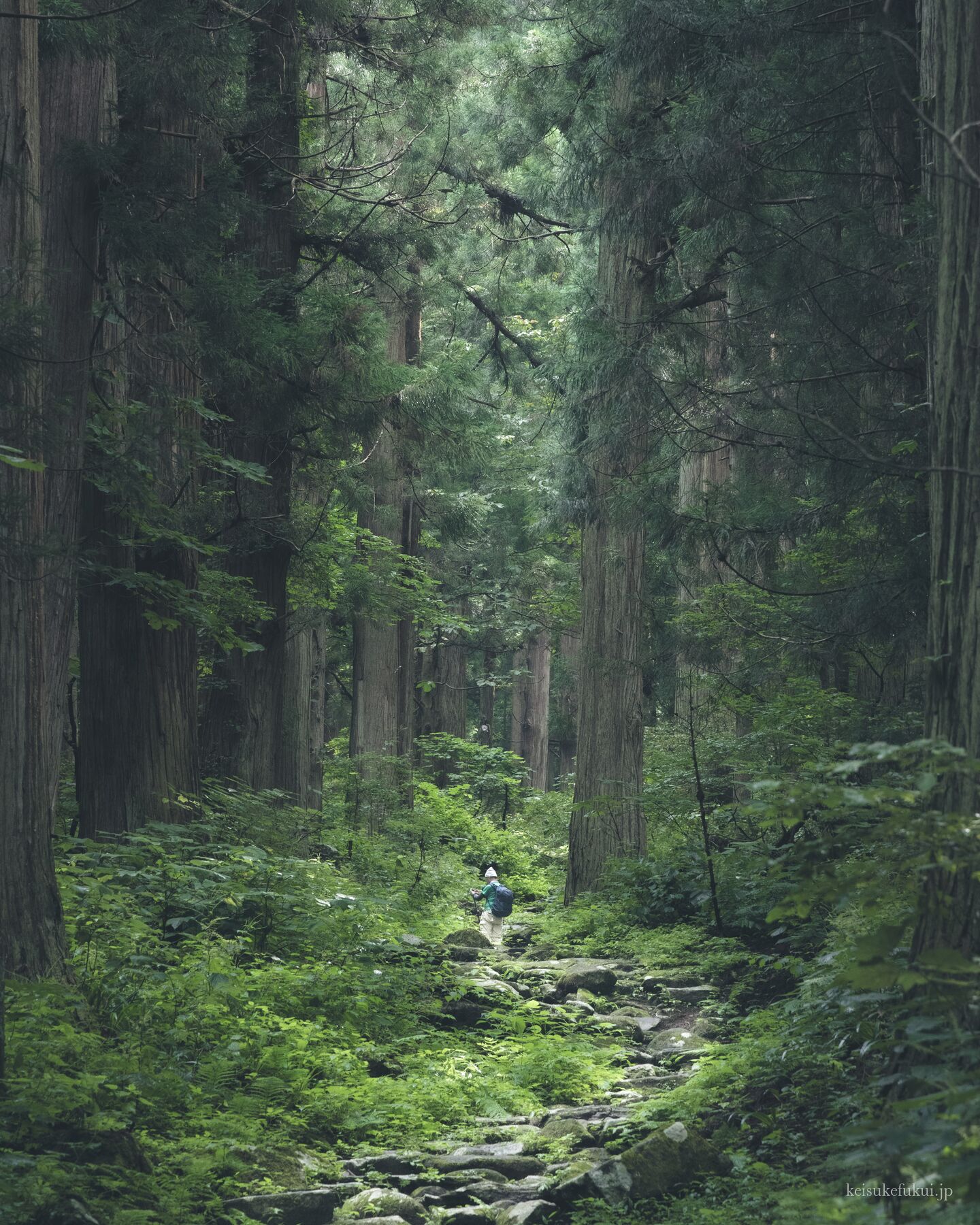 深い緑の森